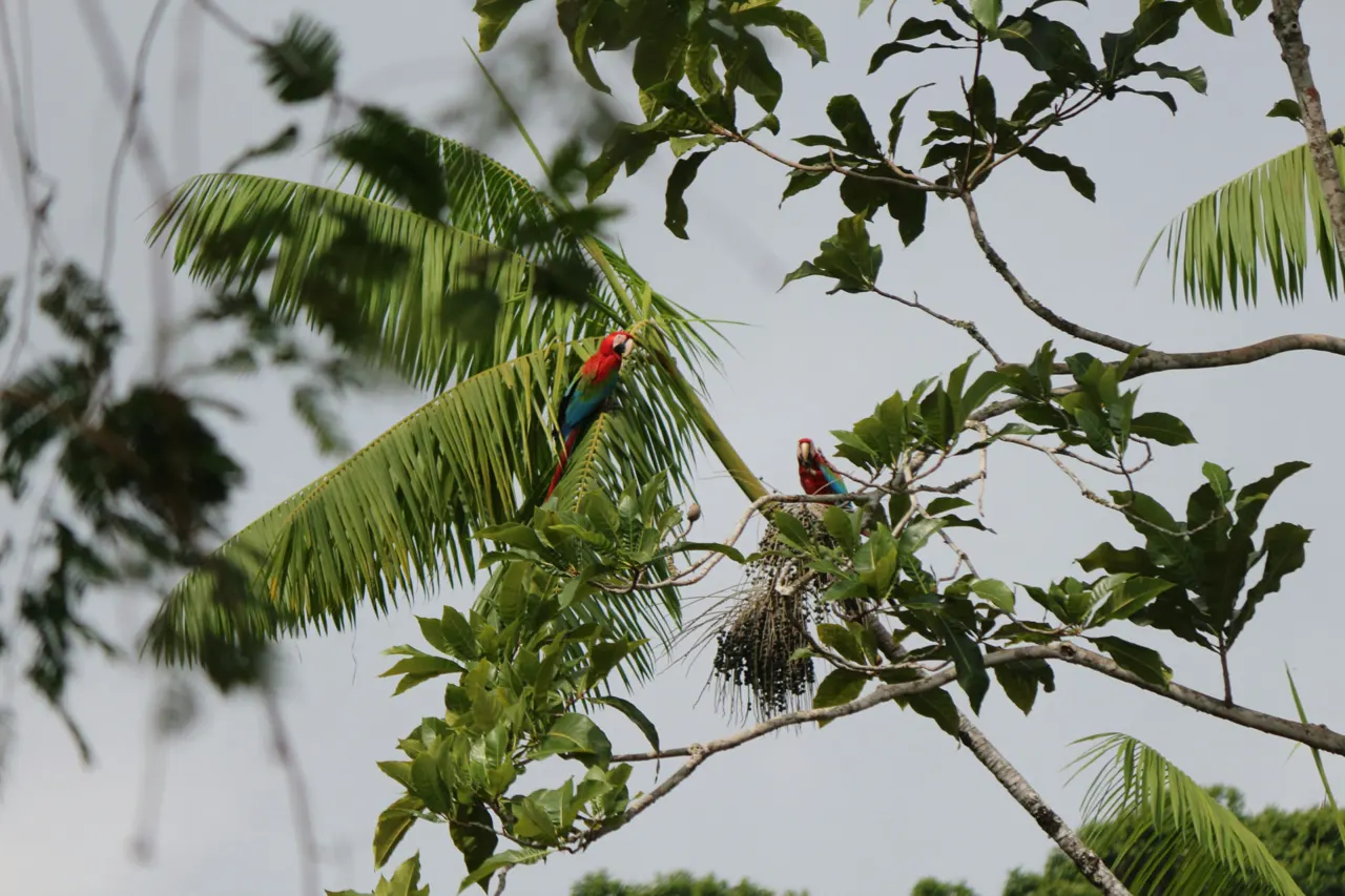 Açaí-palmer i Amazonas